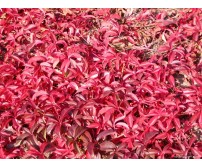 Parthenocissus quinquefolia (Viţă canadiană) - cu ghiveci 1 Litru